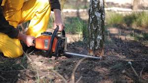How Our Tree Care Process Works  in  Dandridge, TN