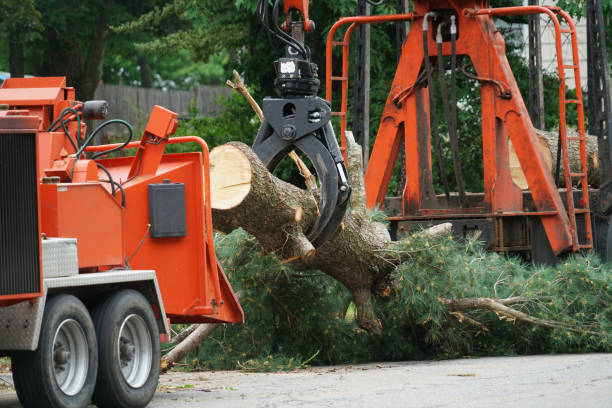 Best Utility Line Clearance  in Dandridge, TN